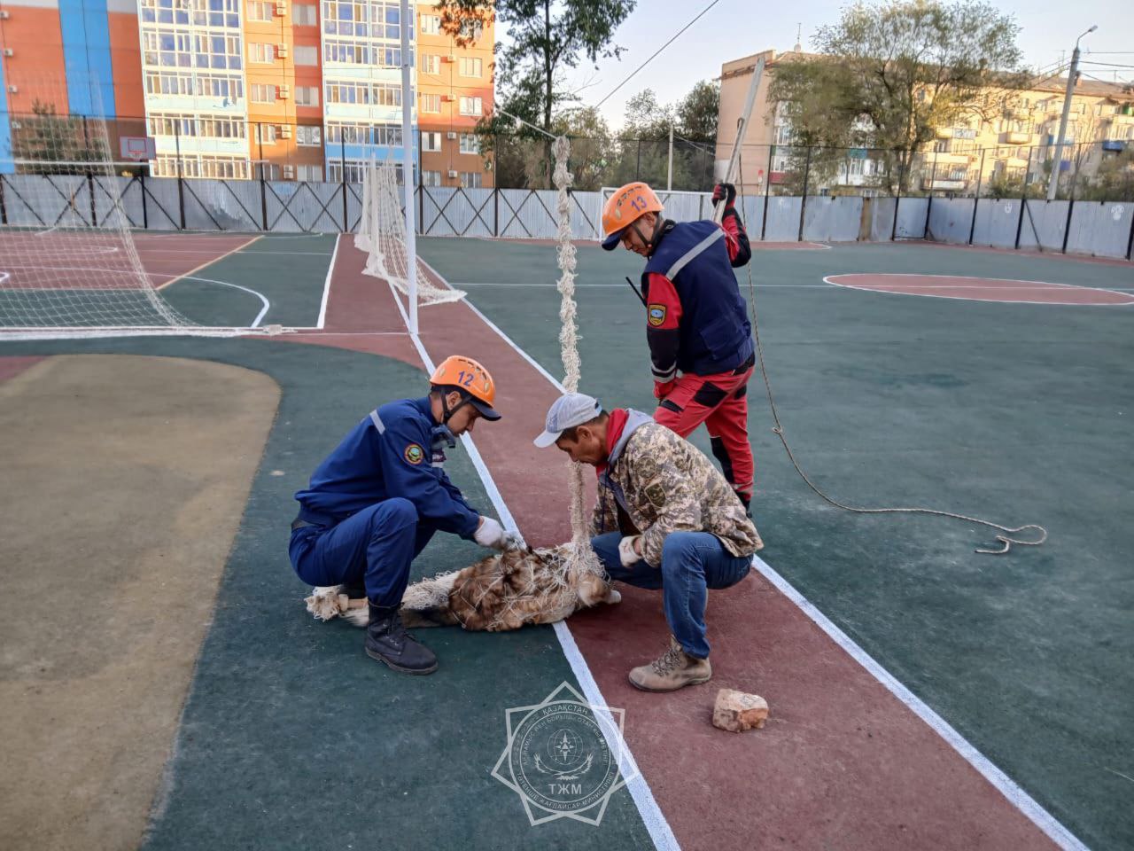 В Уральске сотрудники МЧС спасли собаку, которая запуталась в веревках