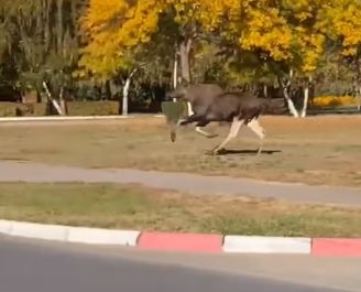 В Рудном лось бегал по улицам города