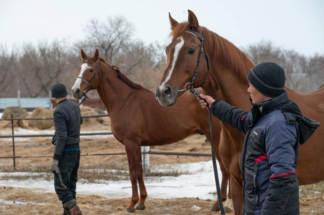 Институт коневодства и кормопроизводства создали в Казахстане