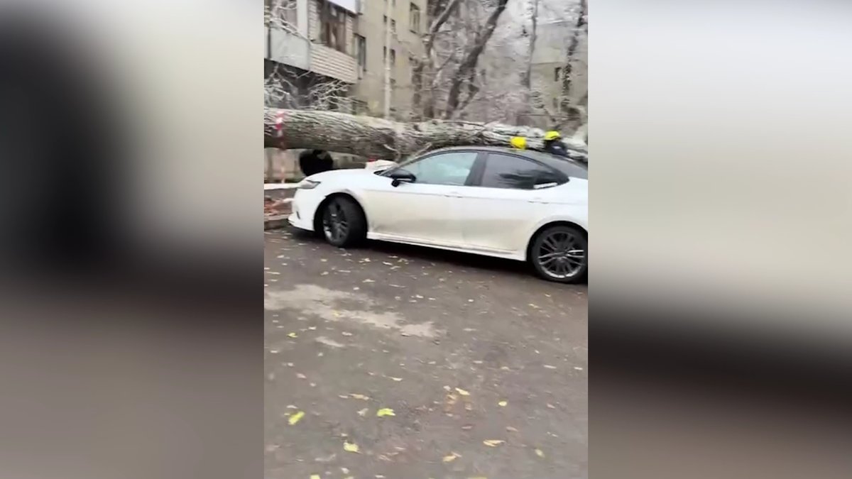 В Алматы на припаркованное авто упало дерево