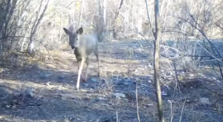 В Чарынском нацпарке в фотоловушку папали косуля, кабан и редкая выдра