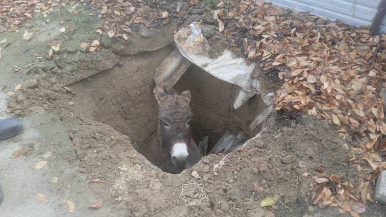 В Жетысуской области спасли осла из канализационного септика