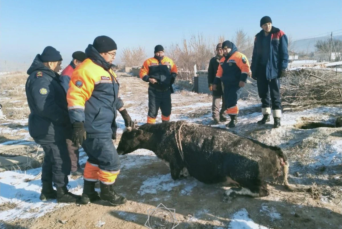 Cотрудники МЧС в Жамбылской области спасли корову из колодца