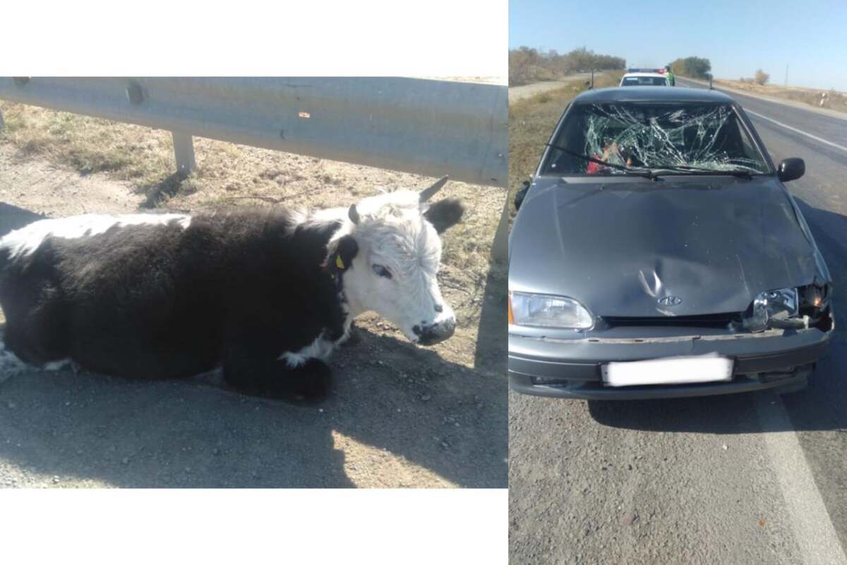 В Актюбинской области в ДТП пострадала корова