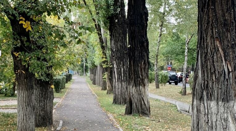 В Алматы на проспекте Абая вырубят 47 деревьев