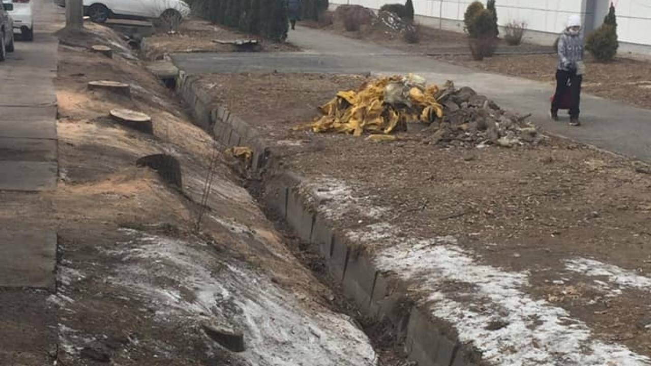 Стало известно, кто вырубил деревья на Толе би в Алматы