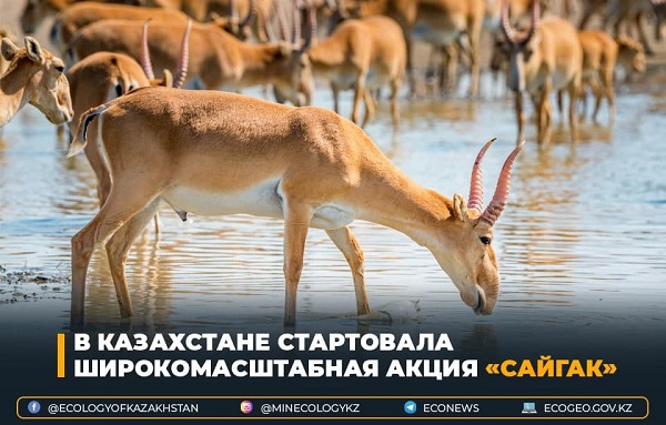 В Казахстане стартовала широкомасштабная природоохранная акция «Сайгак»