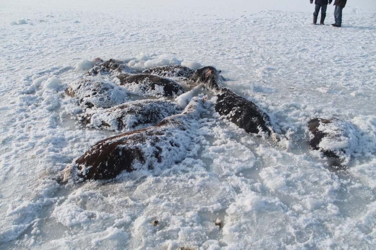 В Павлодарской области нашли табун лошадей, вмерзших в лед