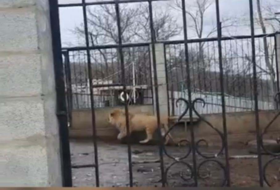 Крупного хищника обнаружили в крестьянском хозяйстве Алматинской области 