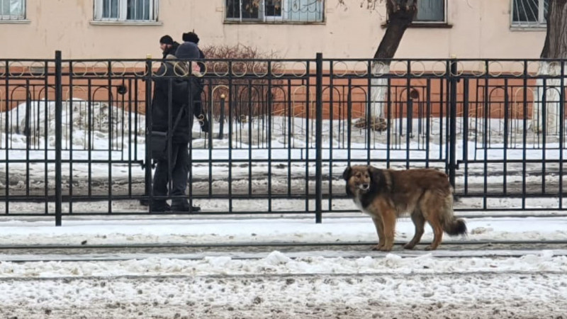 Павлодарского Хатико сбила машина