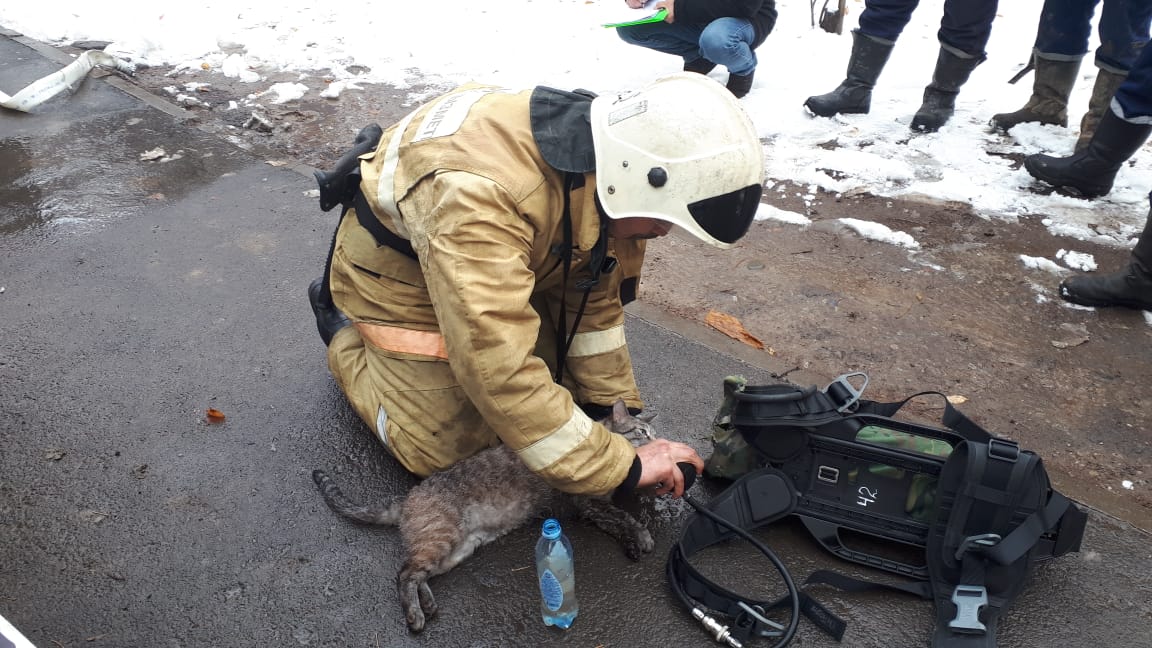 В Алматы при пожаре спасли домашних питомцев