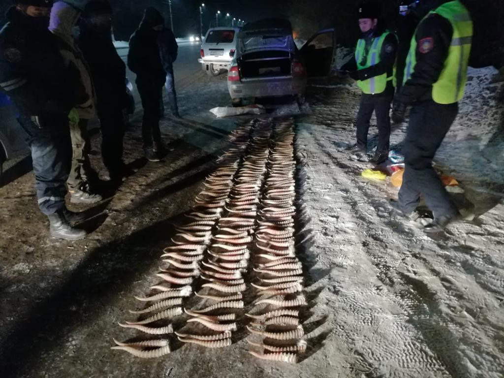 Пограничниками задержан браконьерский груз с рогами сайги