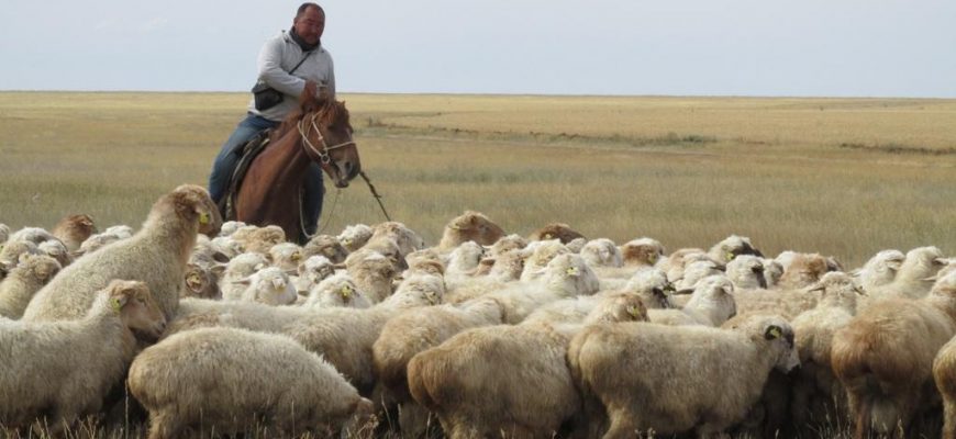 Почему этнические казахи из Китая не хотят возвращаться на историческую родину: что пишут о нас иноСМИ