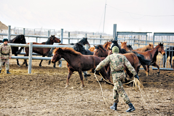 Ход военным конем: для чего казахстанские солдаты учатся заарканивать лошадей