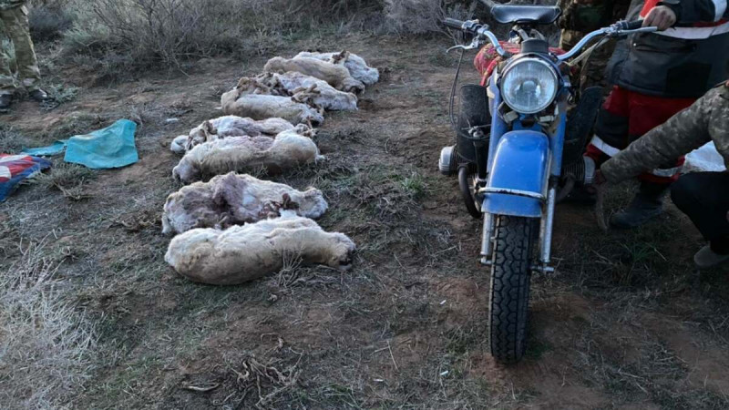 В Туркестанской области задержали браконьеров с тушами сайгаков