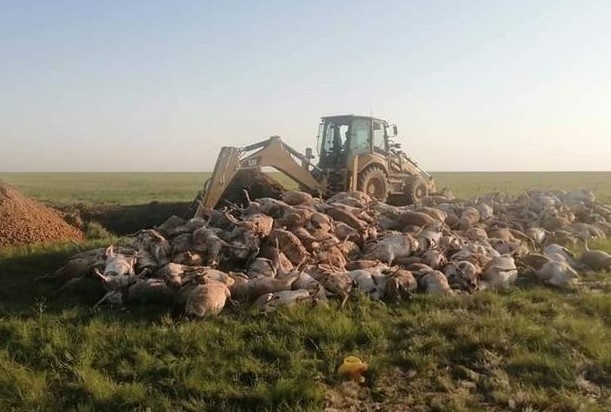 Массовый падеж сайги произошел в Западно-Казахстанской области