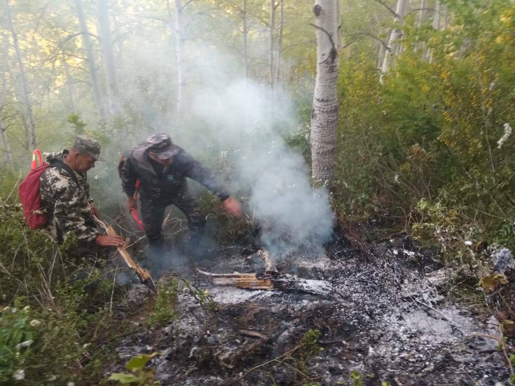 В Риддере на территории лесничества загорелся тополиный пух