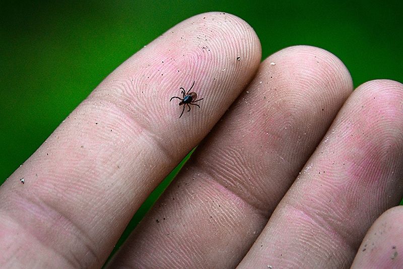 В ЗКО 22 человека пострадали от укусов клещей