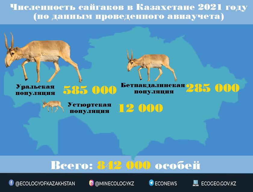 В РК численность сайгаков превысило 800 тыс. голов