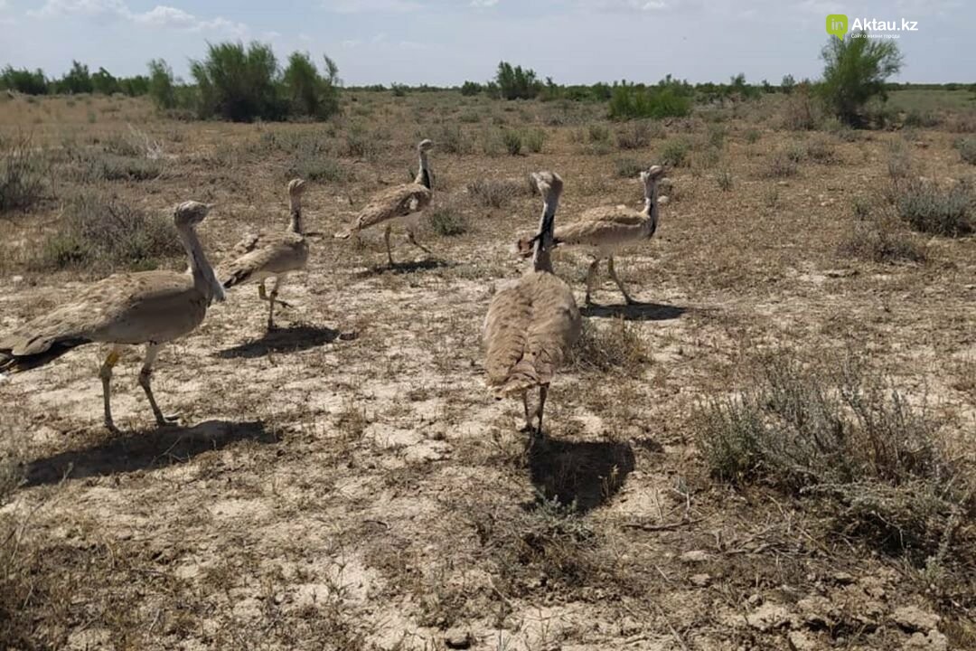 Арабским шейхам разрешили охотиться на дрофу-красотку в Мангистау