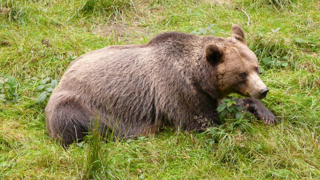 В Восточном Казахстане медведь разоряет ульи и ломает заборы