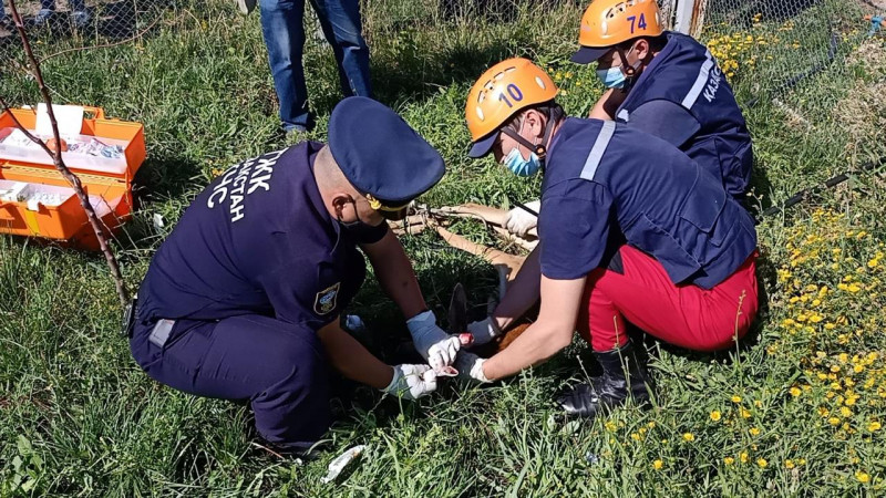 В Уральске спасли застрявшую в ограждении косулю 