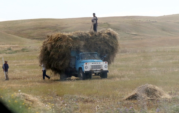 Из-за дорогих кормов в Приуралье люди готовы к осени пустить скотину под нож