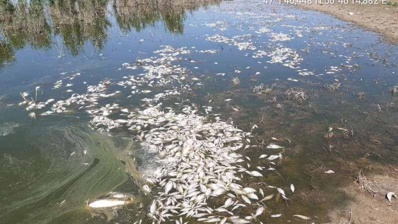 В Атырауской области массово погибла рыба