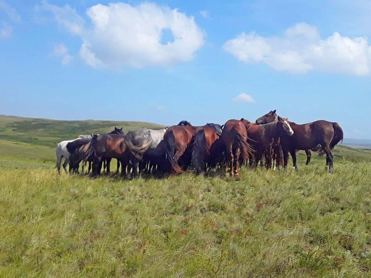 Полицейские ВКО вернули хозяевам табун лошадей