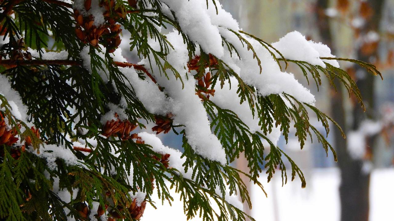 Первый снег выпал в Сочи