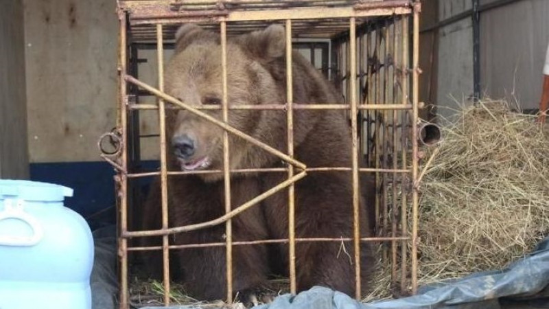 В Костанайской области в кому ввели девочку, которую покусала медведица