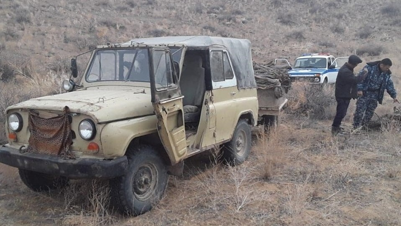 В Жамбылской области незаконно вырубили саксаул