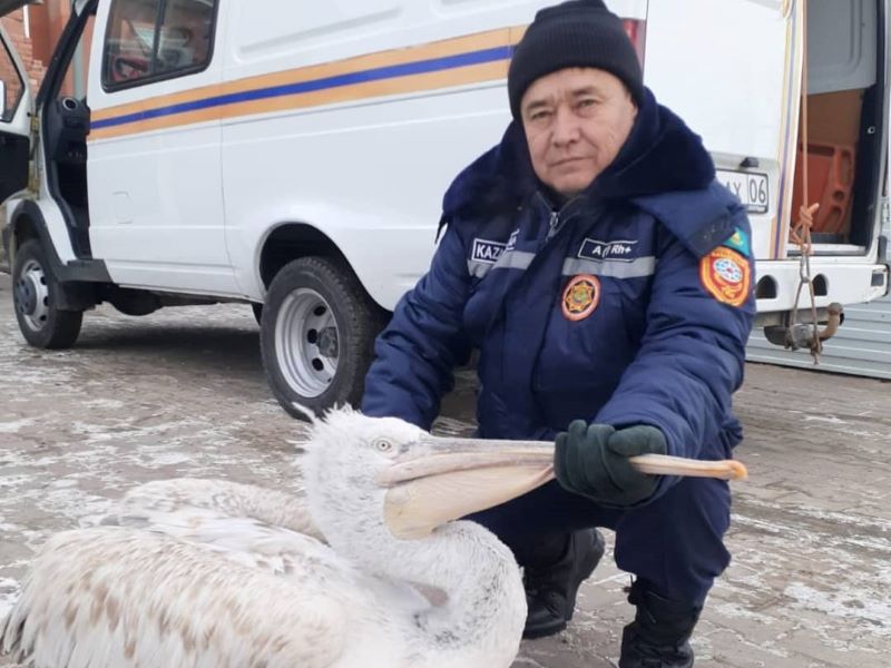 Краснокнижную птицу с повреждённым крылом спасли в Атырау