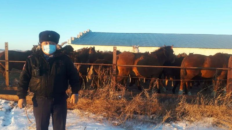 В Павлодарской области на штрафстоянку поместили табун лошадей