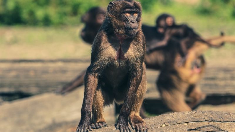 В Индии дикие обезьяны убили ребенка