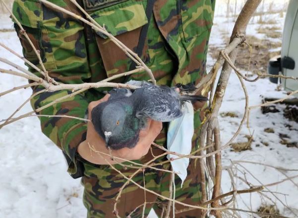 В Усть-Каменогорске спасли голубя, который запутался в медицинской маске