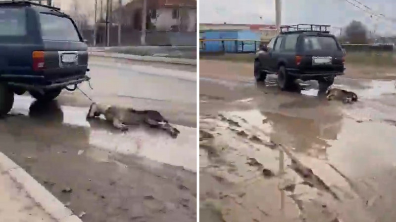 В Алматинской области задержали водителя, который привязал труп собаки к своей машине