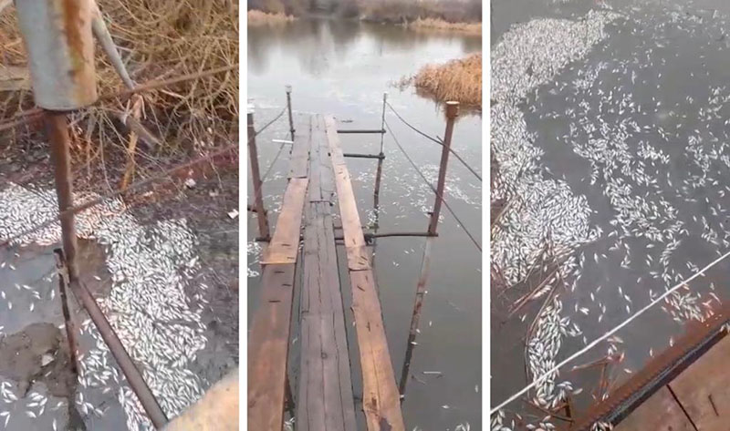 Мёртвую рыбу сняли на водоёмах ЗКО