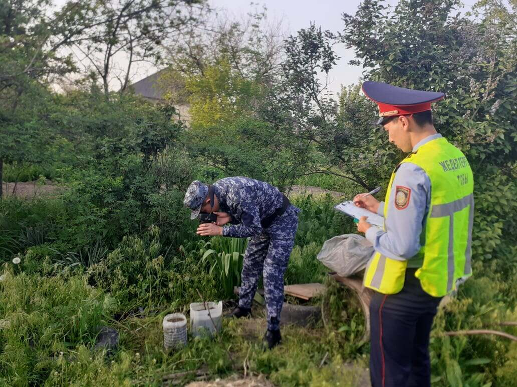 Житель Туркестанской области выращивал во дворе коноплю