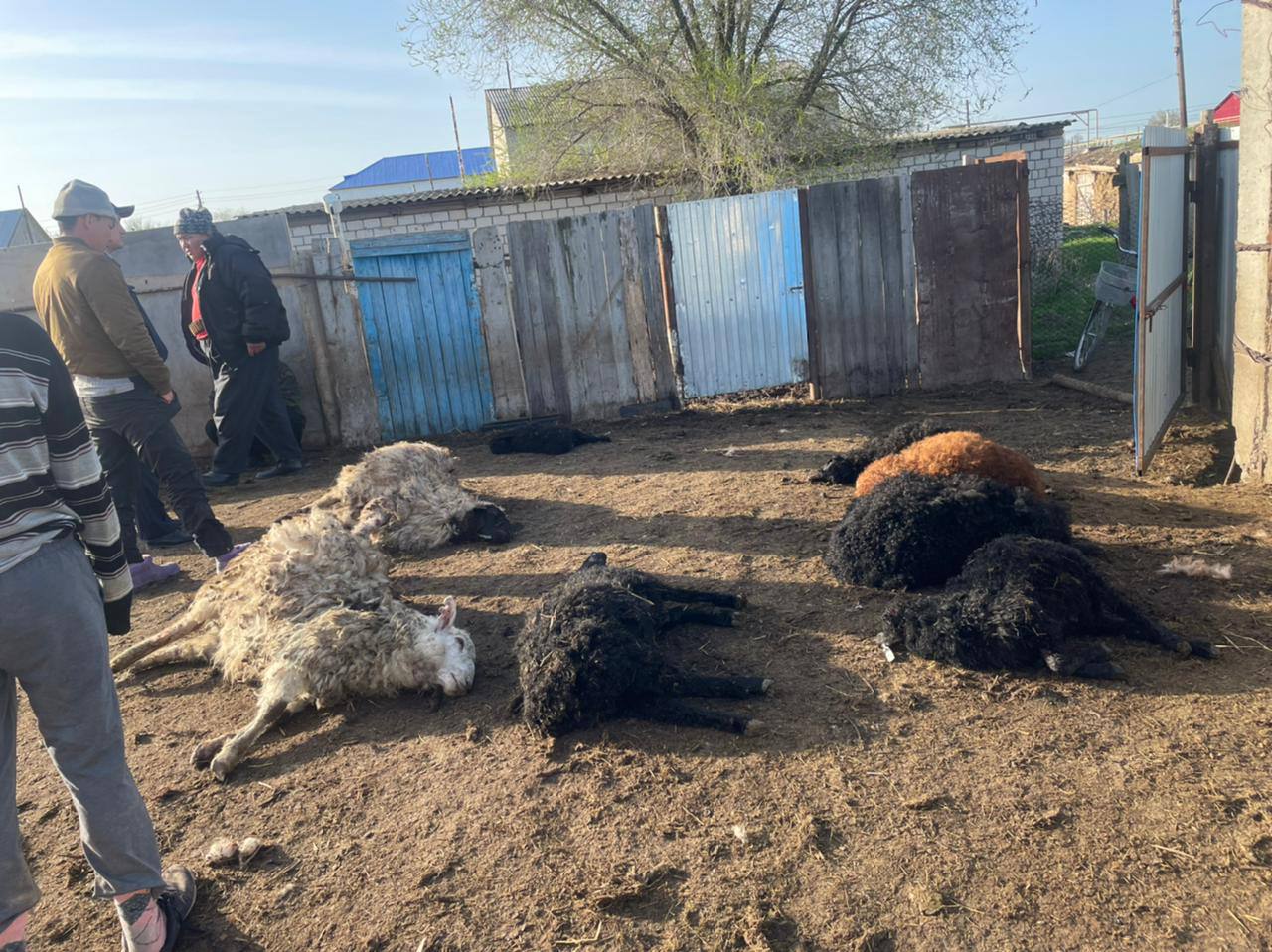 Полсотни овец загрызли бездомные собаки в ЗКО