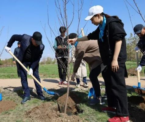 В столице появилась аллея сакуры