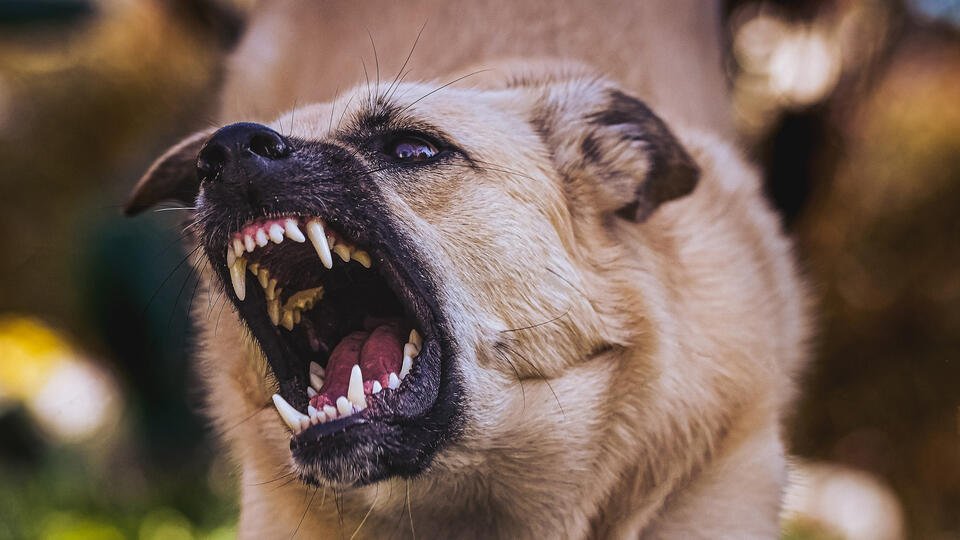 В Актобе стая собак напала тринадцатилетнюю девочку