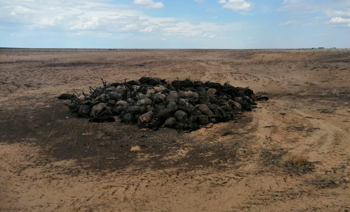 Сотни овец заживо сгорели в Прикаспии