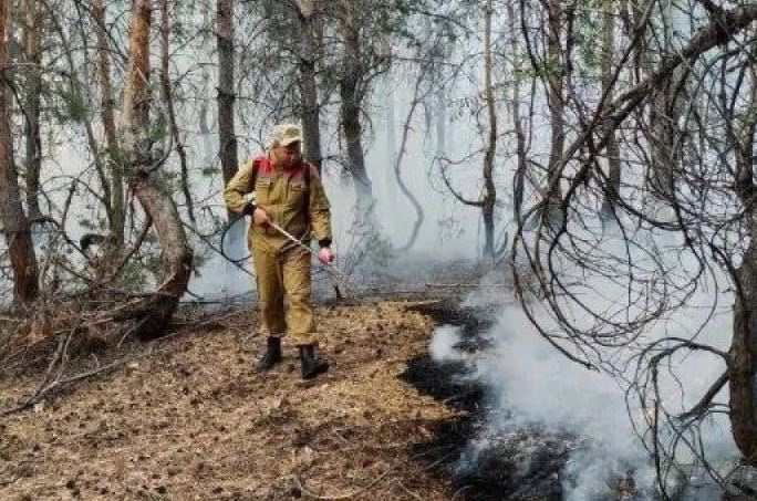 168 миллионов деревьев высадят за пять лет в Костанайской области