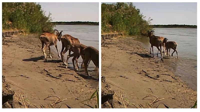 В  парке "Алтын-Эмель" фотоловушка сняла на водопое краснокнижных животных