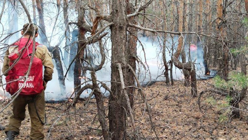 В Костанайской области продолжают восстанавливать лес и строить дома