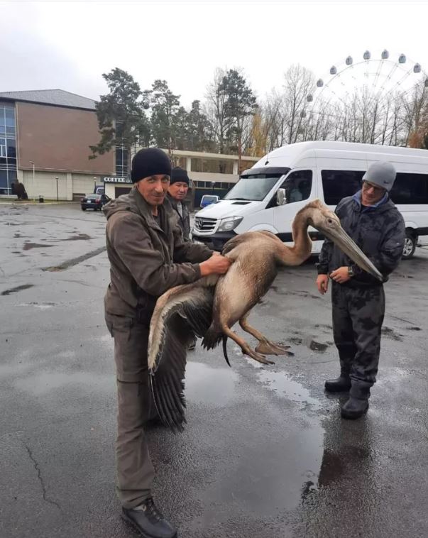 Пеликана спасли жители вблизи курорта Бурабай