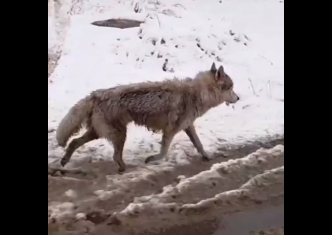 В Казнете гуляет видео с волком, гуляющим по городу в Костанайской области