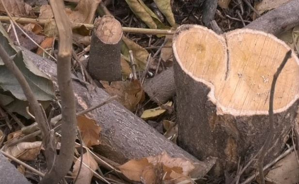 Житель Шымкента должен высадить более шести тысяч деревьев за незаконную порубку