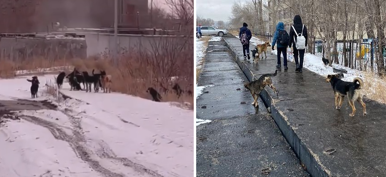 Стаи бродячих собак заполонили Караганду